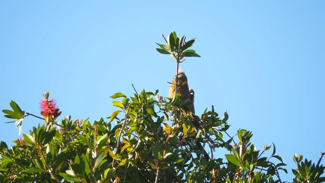 Two speckled mousebirds sitting on the top of bottle brush tree with a blue sky background, South Africa