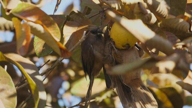 Three mousebirds hanging from a tree branch to eat a ripe guava fruit, close-up