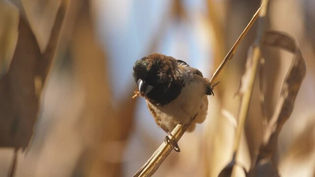 Bronze mannikin finch perched on a corn stalk chewing on a seed, close-up, selective focus