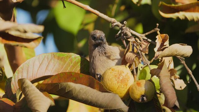 Wild mousebird pecking at a guava fruit in a tropical forest, South Africa