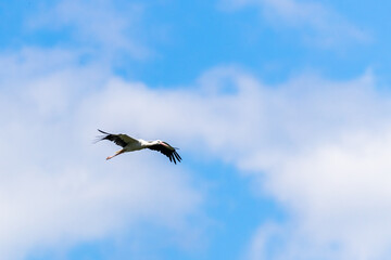 Obraz premium White Stork flying in the meadow