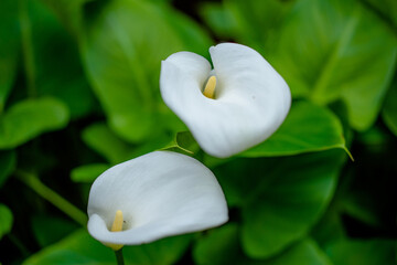 close up of white flower