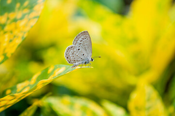 Closeup butterfly on leafs with blur background