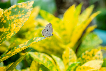Closeup butterfly on leafs with blur background