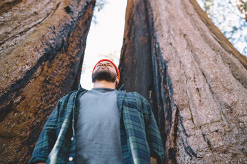 Hipster guy wanderlust standing near giant trees in national park exploring american wild nature,...