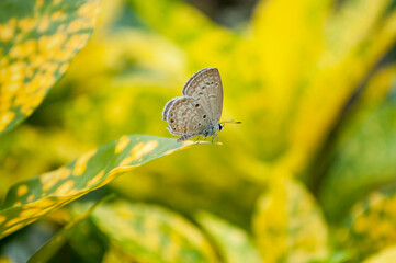 Closeup butterfly on leafs with blur background