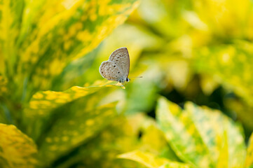 Closeup butterfly on leafs with blur background