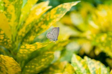 Closeup butterfly on leafs with blur background