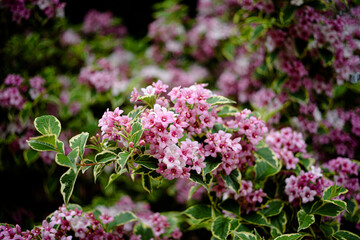pink flowers in the garden