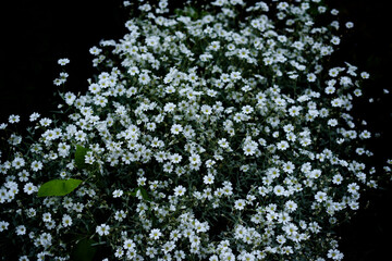 green leaves on black