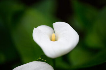 close up of white flower