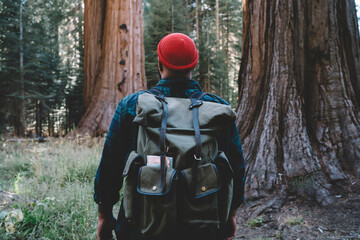 Hipster guy wanderlust exploring forest with giant trees in national park on trip carrying backpack,back view of young male hiker standing in sequoia redwood trekking during journey on vacations. - obrazy, fototapety, plakaty