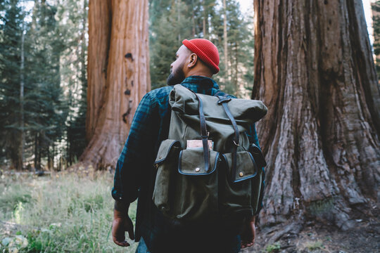 Back view of hipster guy wanderlust spending active weekends exploring nature of Sequoia national park,young male hiker with touristic rucksack trekking near old giant trees in forest on vacations.