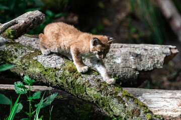 Naklejka na ściany i meble Baby Lynx in the forest
