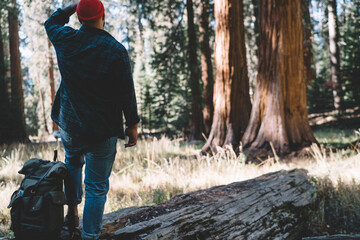 Back view of male hiker standing in forest looking up to hight sequoia, young guy wanderlust with touristic backpack admire old giant trees in national park spending summer vacations actively on tour.
