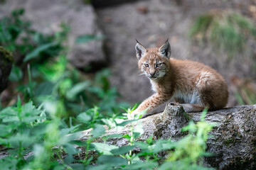 Obraz premium Baby Lynx in the forest