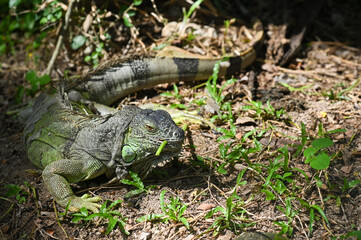 Green iguana is eating leaf on the ground