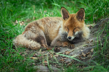 Naklejka na ściany i meble Red fox sleeping in the forest