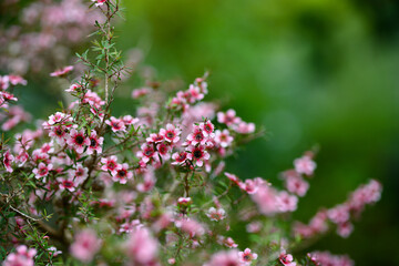 pink flowers in the garden