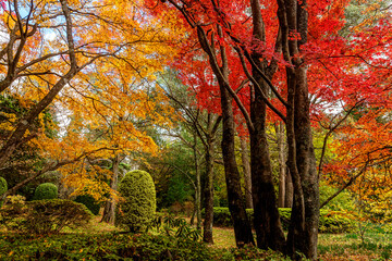 Fototapeta na wymiar Lovely parkland garden with deciduous trees in Autumn colours