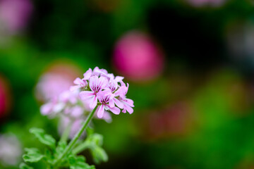 purple flowers in the garden