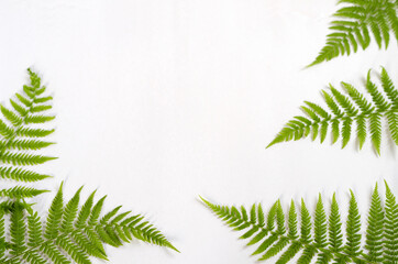 The leaves of the forest fern lie along the contour on a white background. Flat lay, copy space, horizontal background. Selective focus