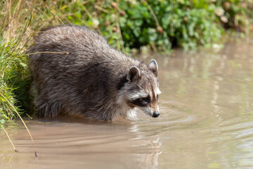 Raccoon swimming in the lake