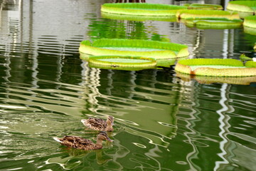 カルガモ親子とオニバス