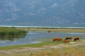 Greece , Volos city , Lake Karla located at the north-eastern part of the plain of Thessaly in Greece,with very high biodiversity and a lively culture especially in the local fisheries. 