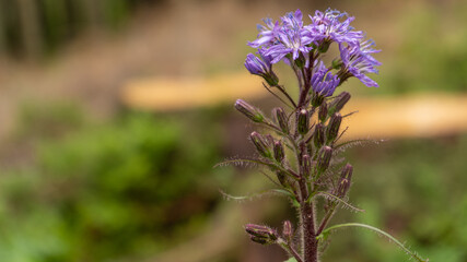 fioletowy kwiatek na górskim szlaku