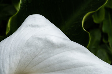 Fototapeta na wymiar Arum Lily and Leaves on a dark background.