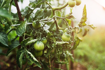 Green ripening tomatoes on a branch - a new crop from organic fertilizers - farm life