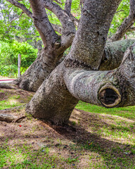 Fototapeta premium Big Tree at Park Zone, Punta del Este, Uruguay