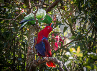 Red Macaw Cockatoos giving food to others