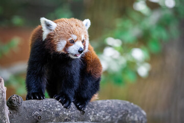 Red panda in the forest © AB Photography