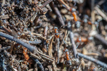 Big anthill in woods. Big anthill with colony of ants in summer forest, macro