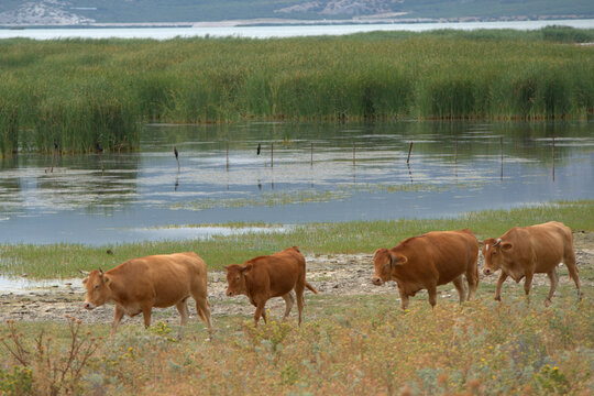 Greece , Volos city , Lake Karla located at the north-eastern part of the plain of Thessaly in Greece,with very high biodiversity and a lively culture especially in the local fisheries. 