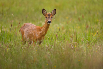 Roe deer in the magical nature. Beautiful european wildlife. Wild animal in the nature habitat. Roe deer rut.