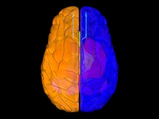 3D render illustration of brain coloured by parts