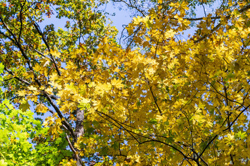 Autumn leaves of tree. Fall natural background of yellow orange green foliage. Scenic nature backdrop of autumn leaves. Multicolor autumn leafage tree. Colorful variegated foliage in sunlight