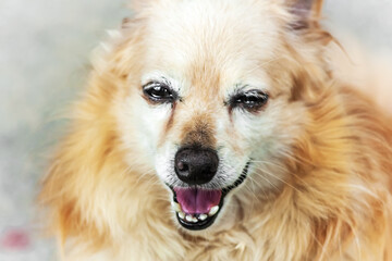 Portrait of smiling senior dog. Ginger cute dog with watering eyes and laughing mouth. Dog profile.Senior animal concept. Selective focus.