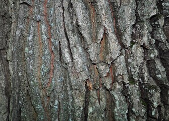 tree bark texture