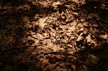 Withering leaves and a beetle