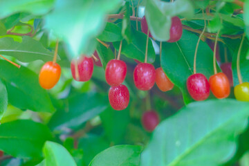 Gummi berries grow on a Bush close-up in a natural environment. Red berries in the garden.