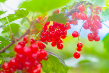 Sun rays, delicious berries in the garden. A branch of ripe red currant in the garden. Red sweet berries grow on a red currant Bush in the orchard. Close-up, macro photography, background.