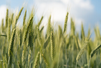 wheat field in summer