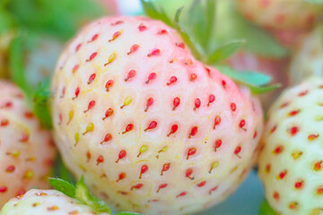 White, pink Pineberry berries close-up, macro photography. Delicious white strawberry berry does not cause allergies.