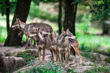 Grey wolf in the forest