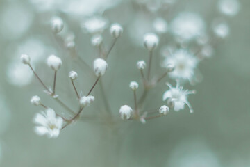 Small white flowers of hypsophila close-up. Background.