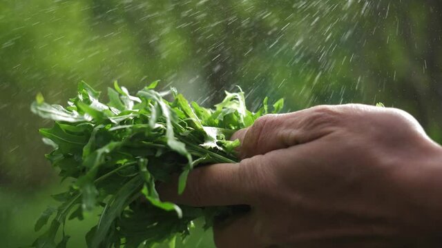 Hand of farmer picking salad and fresh arugula leaves, rucola in hydroponic greenhousе. Farmer holding fresh green herbs salad. Healthy food concept, ruccola leaves